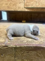Stella-AKC-Fawn, a female Boston Terrier for sale in Potosi, WI – 3 of 3