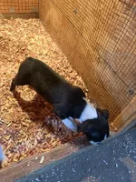 Bella-AKC, a female Boston Terrier for sale in Potosi, WI – Photo 3 of 4