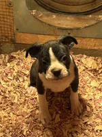 Bella-AKC, a female Boston Terrier for sale in Potosi, WI – Photo 1 of 4