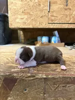 Stella , a female Boston Terrier for sale in Potosi, WI – 2 of 3