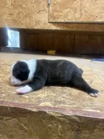 Skyler-AKC, a female Boston Terrier for sale in Potosi, WI – 2 of 3