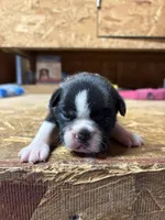 Buddy , a male Boston Terrier for sale in Potosi, WI – Photo 1 of 3