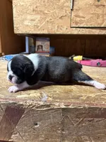 Buddy , a male Boston Terrier for sale in Potosi, WI – Photo 2 of 3