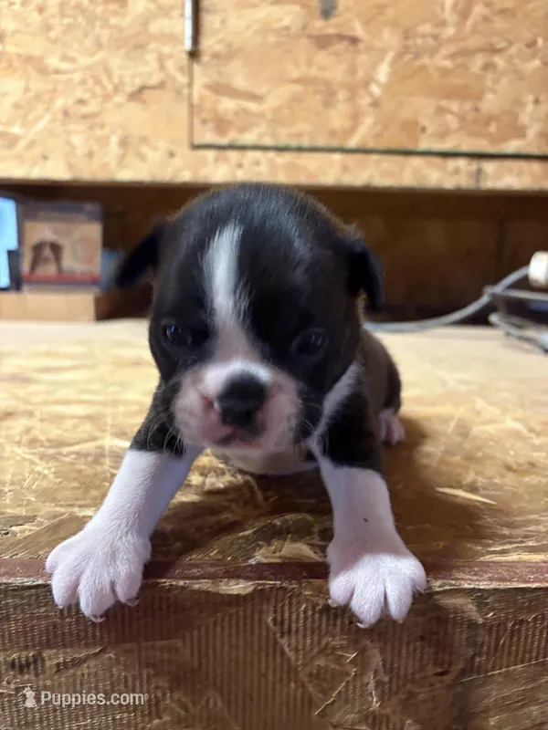 Buddy  – Boston Terrier puppy for sale in Potosi, WI