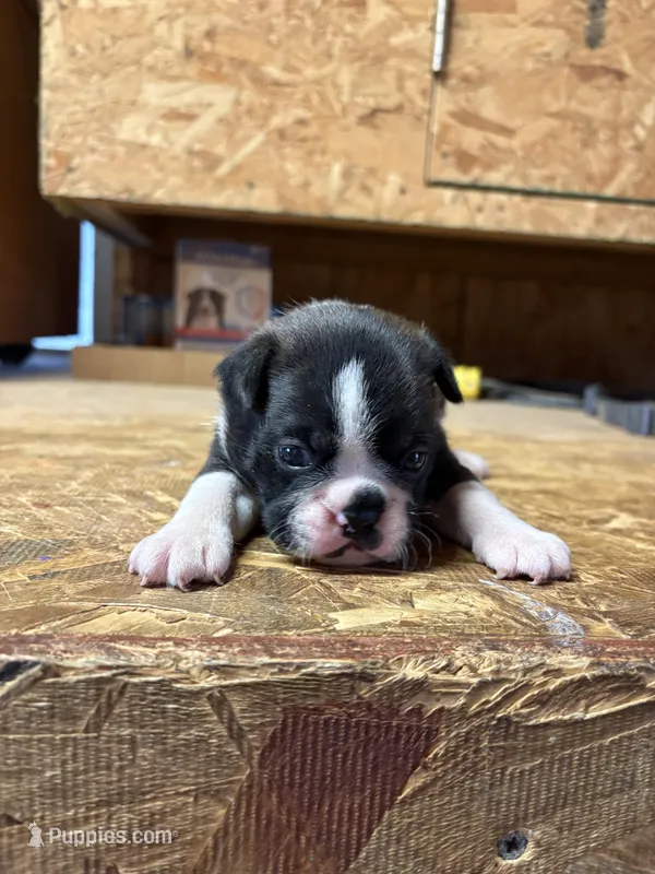 Buddy  – Boston Terrier puppy for sale in Potosi, WI