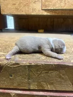 Ella-AKC-Fawn , a female Boston Terrier for sale in Potosi, WI – 3 of 3