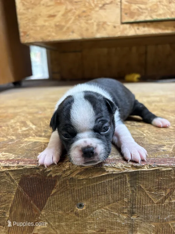 Allie-AKC  – Boston Terrier puppy for sale in Potosi, WI
