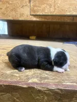 Skyler-AKC, a female Boston Terrier for sale in Potosi, WI – 3 of 3