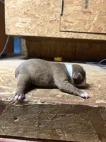 Ranger-AKC , a male Boston Terrier for sale in Potosi, WI – 3 of 3