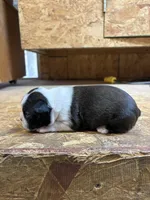 Roxy-AKC , a female Boston Terrier for sale in Potosi, WI – 2 of 3