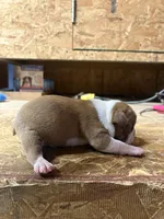 Sparky-AKC, a male Boston Terrier for sale in Potosi, WI – Photo 2 of 3