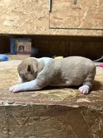 Sparky-AKC, a male Boston Terrier for sale in Potosi, WI – Photo 3 of 3