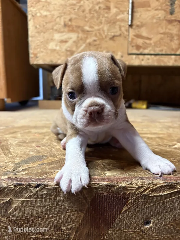 Sparky-AKC – Boston Terrier puppy for sale in Potosi, WI