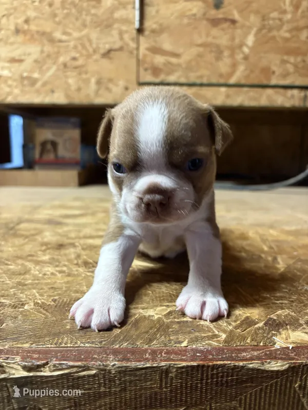 Sparky-AKC – Boston Terrier puppy for sale in Potosi, WI