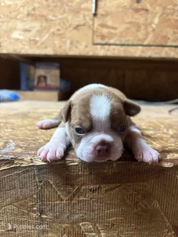 Sparky-AKC – Boston Terrier puppy for sale in Potosi, WI