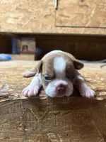 Sparky-AKC, a male Boston Terrier for sale in Potosi, WI – Photo 1 of 3