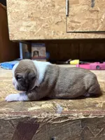 Chloe , a female Boston Terrier for sale in Potosi, WI – Photo 2 of 3