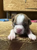 Chloe , a female Boston Terrier for sale in Potosi, WI – Photo 1 of 3