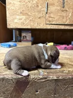 Chloe , a female Boston Terrier for sale in Potosi, WI – Photo 3 of 3