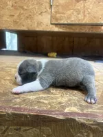 Harley-AKC, a male Boston Terrier for sale in Potosi, WI – 2 of 3