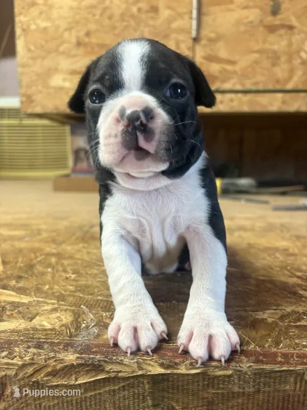 AKC-Champ  – Boston Terrier puppy for sale in Potosi, WI