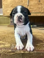 Champ-AKC , a male Boston Terrier for sale in Potosi, WI – 1 of 3