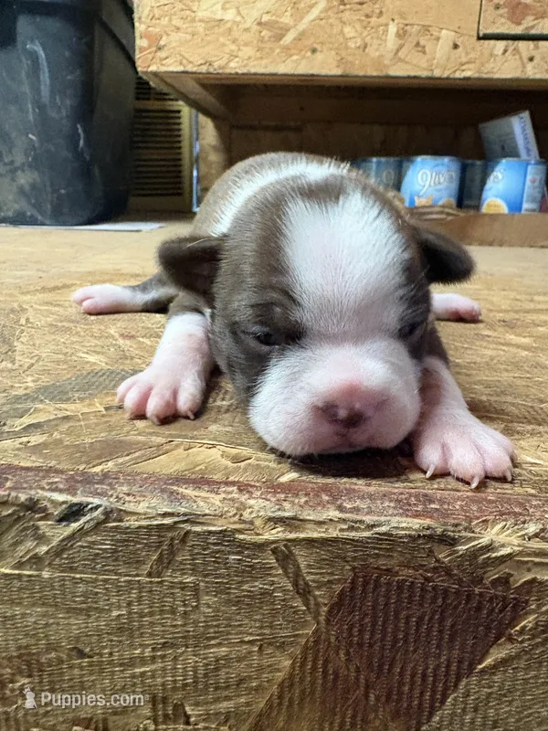 Miley  – Boston Terrier puppy for sale in Potosi, WI
