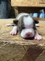 Miley , a female Boston Terrier for sale in Potosi, WI – 1 of 3
