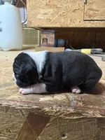 Champ , a male Boston Terrier for sale in Potosi, WI – 2 of 3