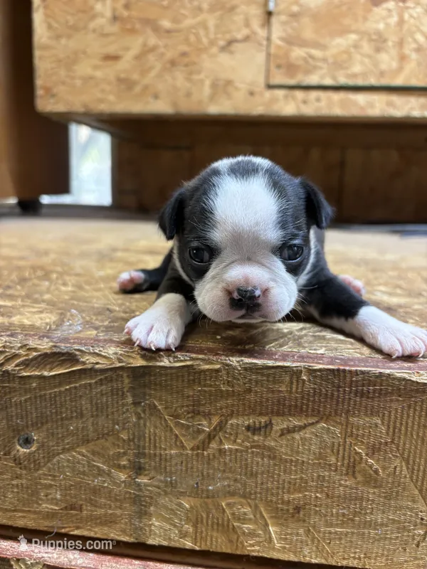Skyler-AKC – Boston Terrier puppy for sale in Potosi, WI