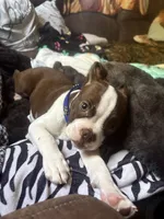Harley , a male Boston Terrier for sale in Potosi, WI – Photo 2 of 2