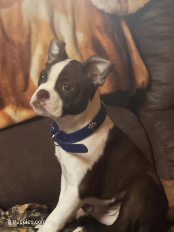Harley  – Boston Terrier puppy for sale in Potosi, WI