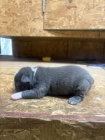 Blue -AKC , a male Boston Terrier for sale in Potosi, WI – 3 of 3