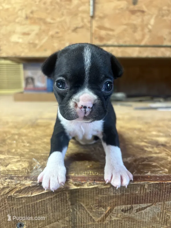 AKC-Sparky – Boston Terrier puppy on hold in Potosi, WI