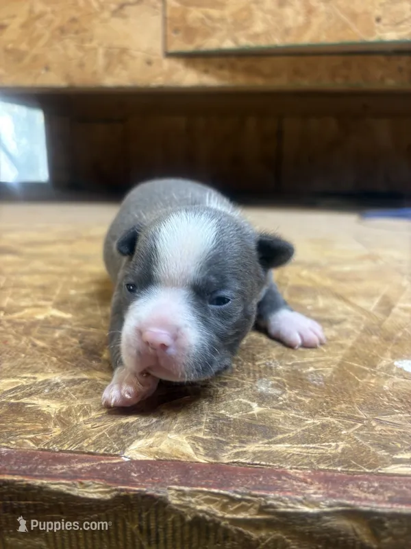 Blue -AKC  – Boston Terrier puppy for sale in Potosi, WI