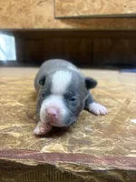 Blue -AKC , a male Boston Terrier for sale in Potosi, WI – 1 of 3