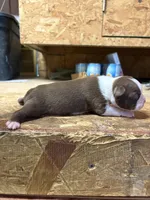 Stella , a female Boston Terrier for sale in Potosi, WI – 3 of 3