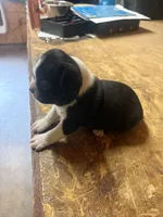 Champ-AKC , a male Boston Terrier for sale in Potosi, WI – 2 of 3