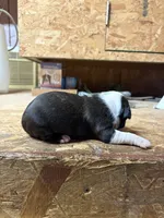 Buddy , a male Boston Terrier for sale in Potosi, WI – 3 of 3