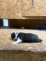 Miley-AKC, a female Boston Terrier for sale in Potosi, WI – 2 of 3