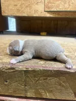 Ella-AKC-Fawn , a female Boston Terrier for sale in Potosi, WI – 2 of 3