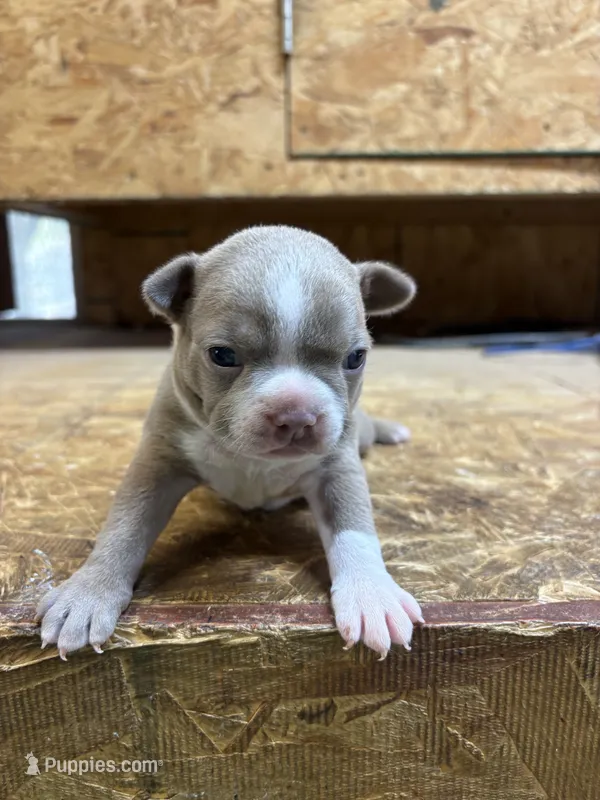 Stella-AKC-Fawn – Boston Terrier puppy for sale in Potosi, WI
