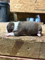 Miley , a female Boston Terrier for sale in Potosi, WI – 2 of 3