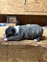 Harley-AKC , a male Boston Terrier for sale in Potosi, WI – Photo 2 of 3