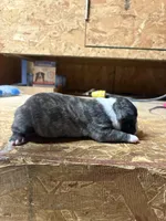 Harley-AKC , a male Boston Terrier for sale in Potosi, WI – Photo 3 of 3