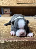 Harley-AKC , a male Boston Terrier for sale in Potosi, WI – Photo 1 of 3