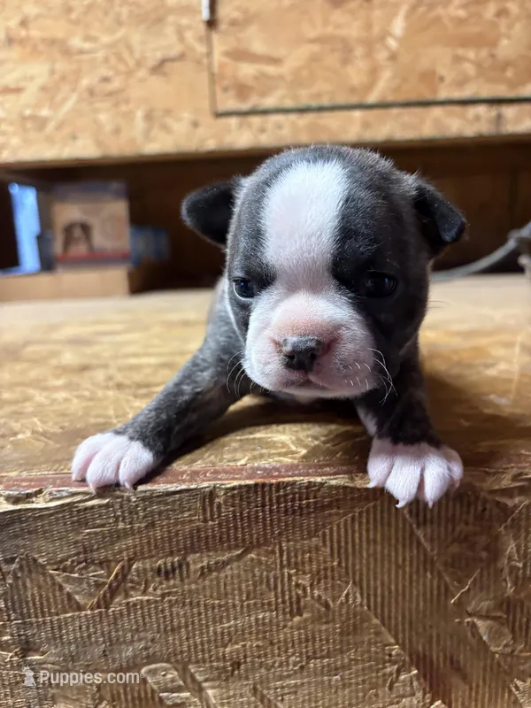 Harley-AKC  – Boston Terrier puppy for sale in Potosi, WI
