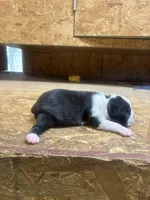 Miley-AKC, a female Boston Terrier for sale in Potosi, WI – 3 of 3