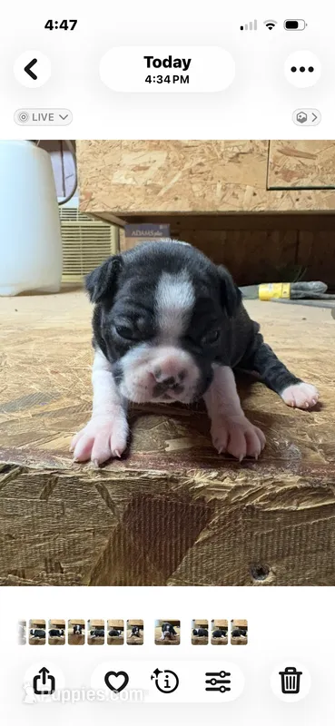 Champ  – Boston Terrier puppy for sale in Potosi, WI