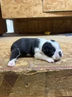 Bella-AKC, a female Boston Terrier for sale in Potosi, WI – 2 of 3